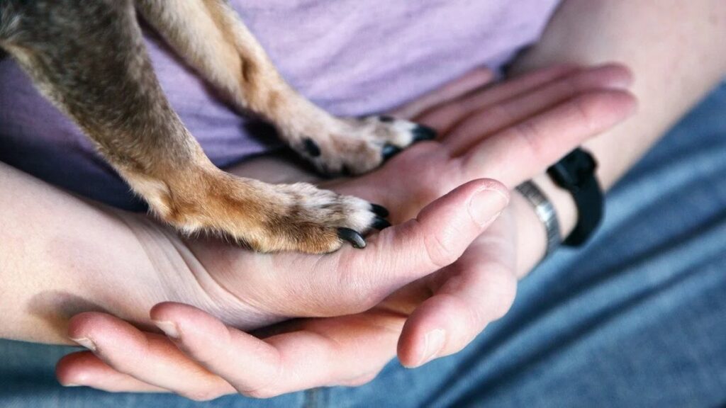 Cane che appoggia la zampa sulla mano del padrone