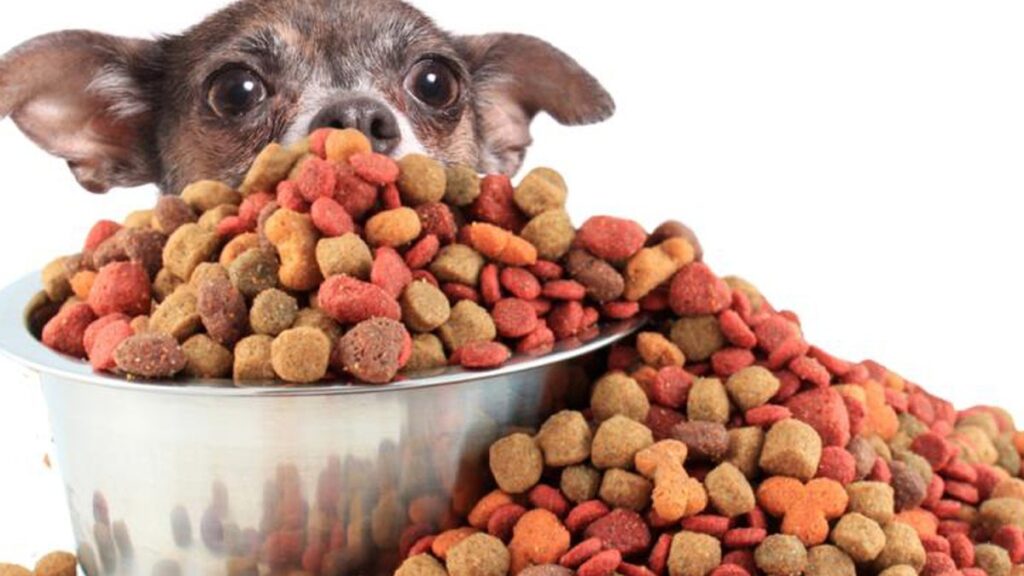 Ciotola di crocchette per cani con animale domestico sullo sfondo