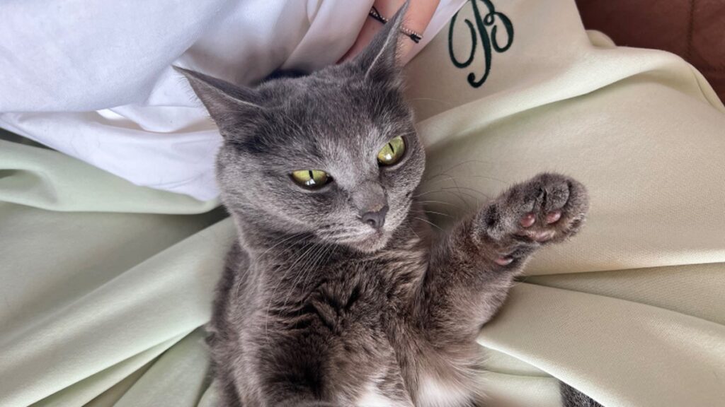 Le migliori razze di gatti: senza pelo e senza malattie