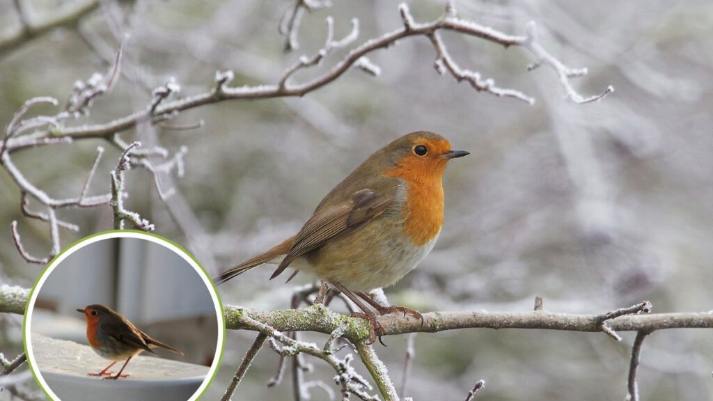 Pettirosso su una mangiatoia nel giardino invernale con neve